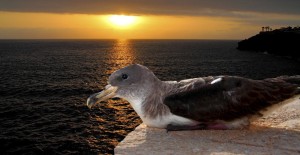 boat trips corys shearwater