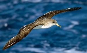 boat trips corys shearwater