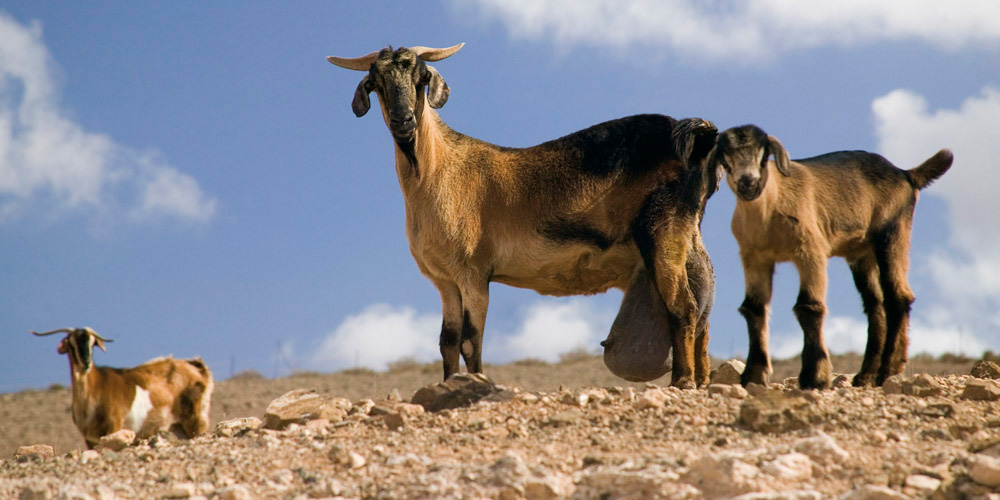 FuerteCharter | Museo del Queso Fuerteventura