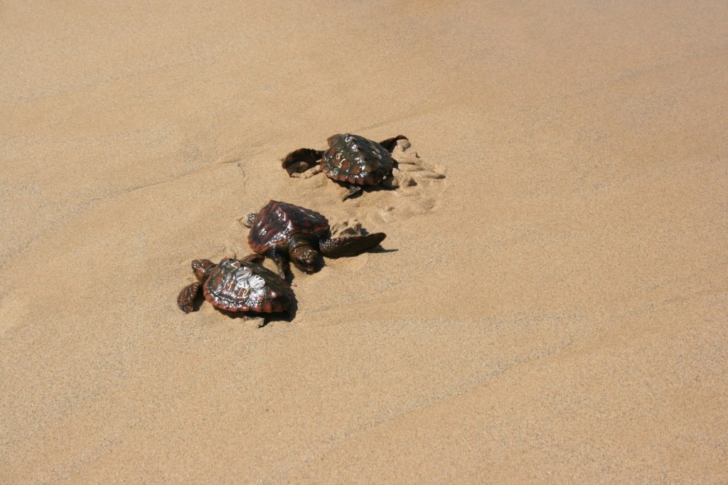 Proyecto-tortuga-Fuerteventura