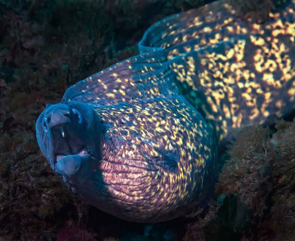 FuerteCharter | Morays Fuerteventura