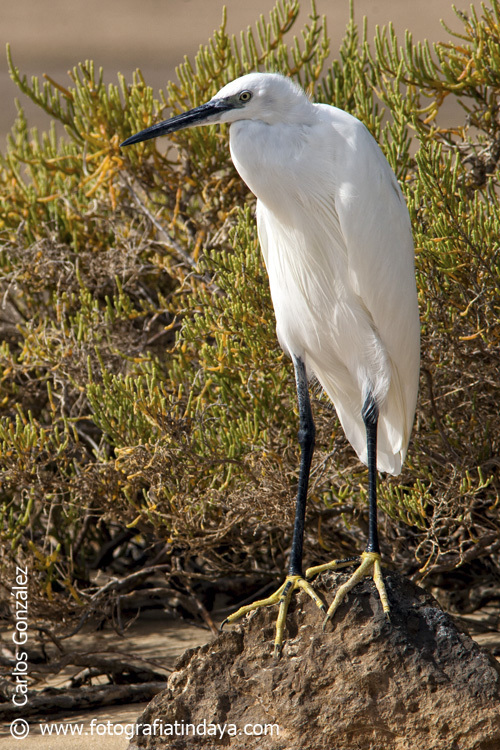 FuerteChater | Aves migratorias Fuerteventura