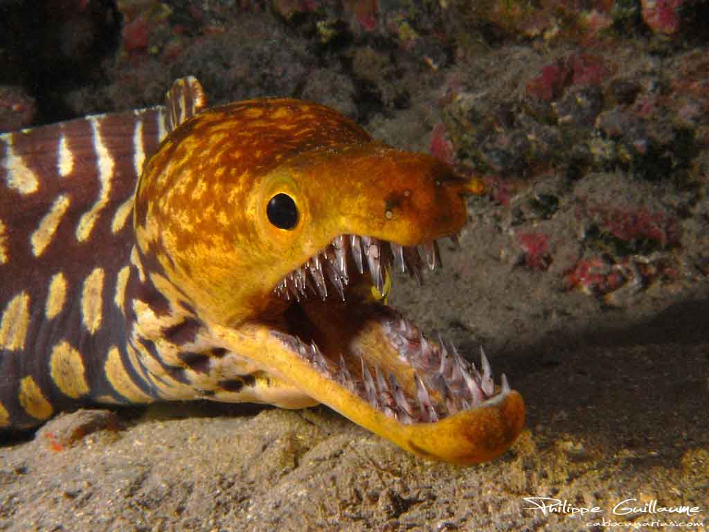 FuerteCharter | Morays Fuerteventura