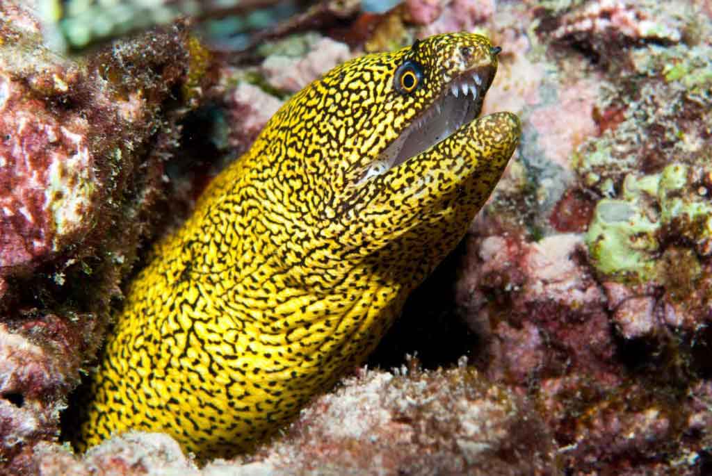 FuerteCharter | Morays Fuerteventura