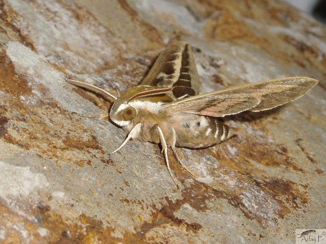 FuerteCharter | fauna de Fuerteventura: esfinge de las Tabaibas