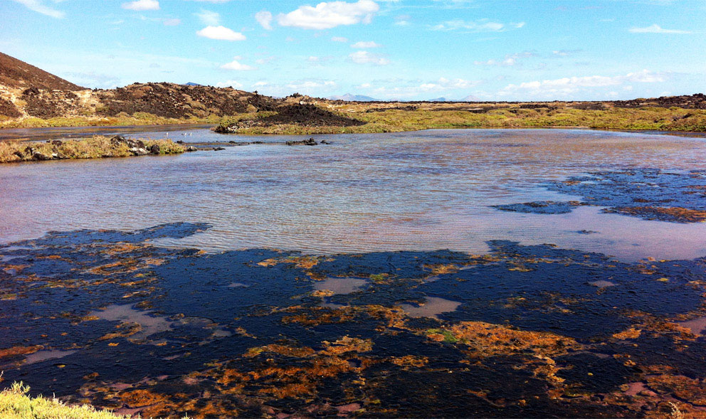 FuerteCharter Excursiones Fuerteventura | Humedales