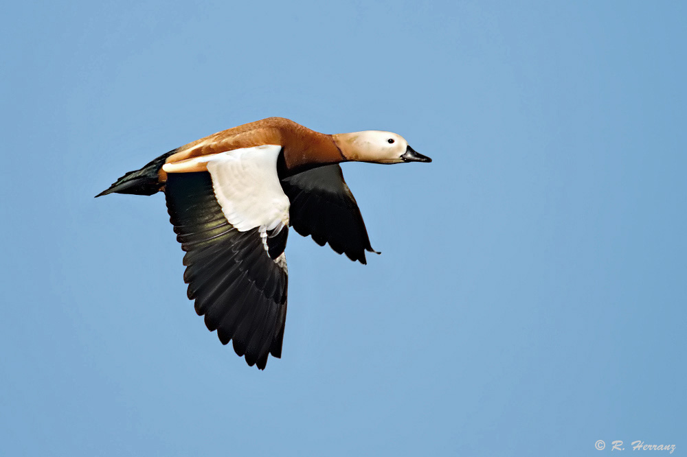 FuerteCharter Excursiones Fuerteventura | Aves: Tarro Canelo