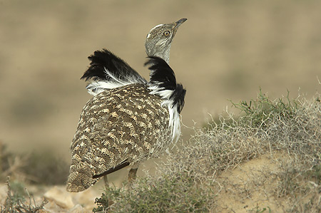 FuerteCharter Excursiones | Aves Fuerteventura e Isla de Lobos: la avutarda Hubara