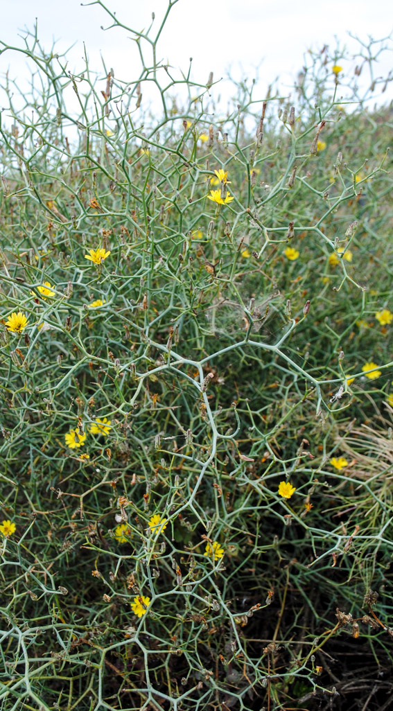 FuerteCharter excursiones | Flora Fuerteventura