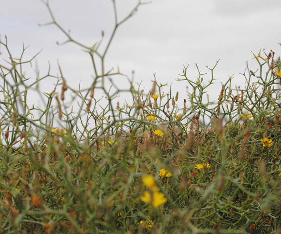 FuerteCharter excursiones | Flora Fuerteventura