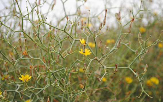 FuerteCharter excursiones | Flora Fuerteventura