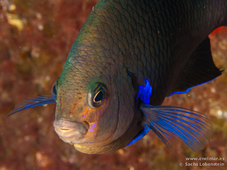 Excursiones Fuertecharter | The Canary Damsel in Fuerteventura