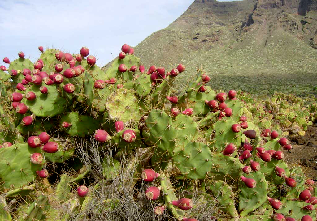 Excursiones Fuertecharter | Tuneras en Fuerteventura