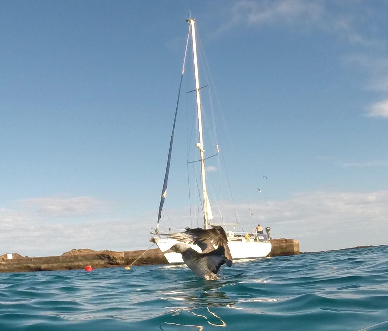 Excursiones Fuertecharter | Alcatraz común en Fuerteventura