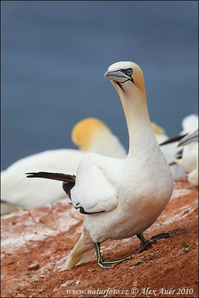 Excursiones Fuertecharter | Gannet in Fuerteventura