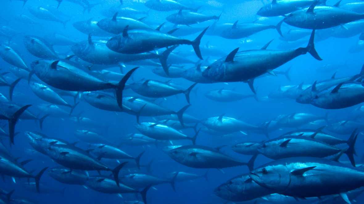 El Rey del Atlántico: atún rojo|FuerteCharter Blog
