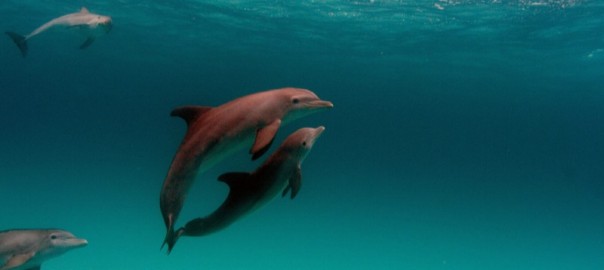 Cetáceos en Fuerteventura II: características y clasificación