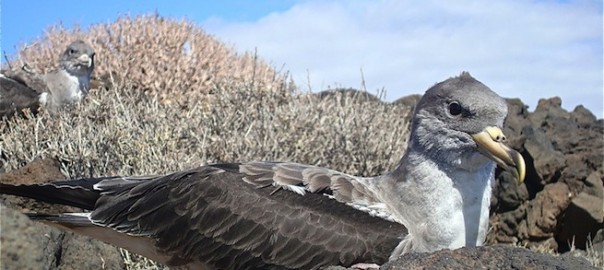 Discover the Cory’s Shearwater in our boat trips