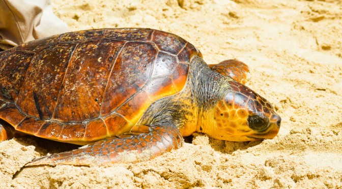 Turtle project in Fuerteventura