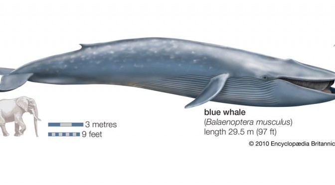The blue whale in Fuerteventura