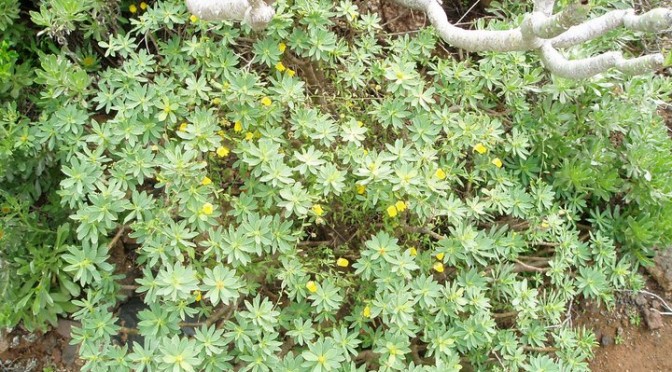  Sweet Spurge endemic to the Canary Islands, had an infinity of uses for ancient inhabitants