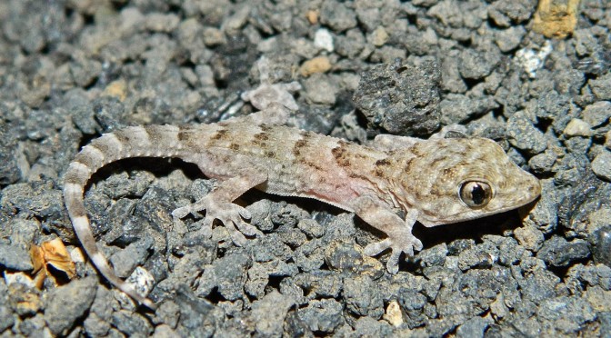 “ MAJORERO” wall gecko, outstanding resident of  Lobos Islet  and Fuerteventura