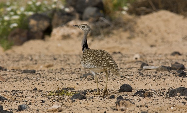 Birds: The Canarian Houbara, inhabitant of The Islet of Lobos, Fuerteventura and Lanzarote 