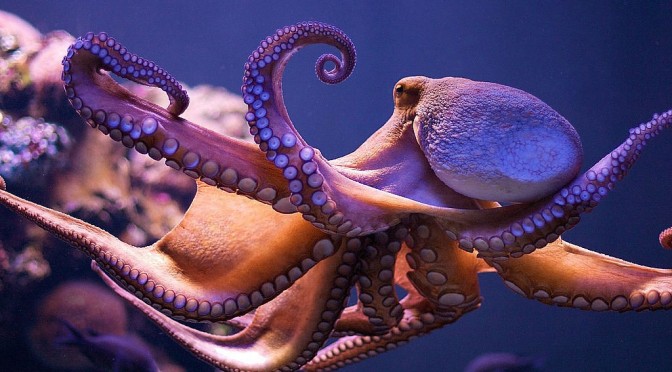 Common Octopus: blue blood in the waters of Fuerteventura
